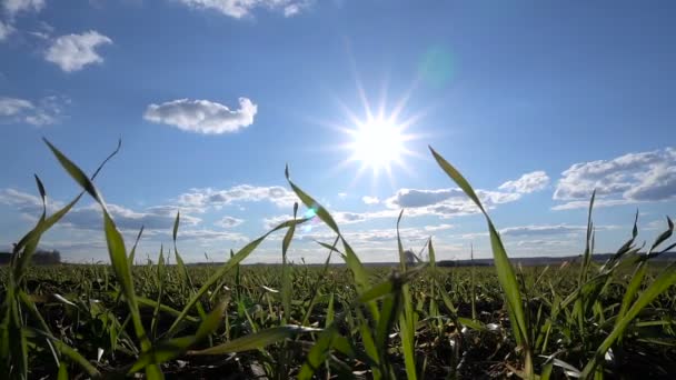 Sprossen frühlingshaften grünen Grases Zeitraffer-Fotografie. auf dem Hintergrund des Himmels mit Wolken und Sonne. — Stockvideo