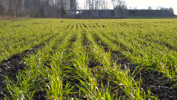 Weizen-Sämlinge reihenweise auf dem Frühlingsfeld — Stockvideo