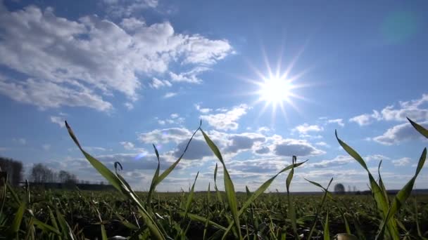 Tavaszi zöld hajtások készíthetnék fű. Háttérben az ég, a felhők és a nap. — Stock videók