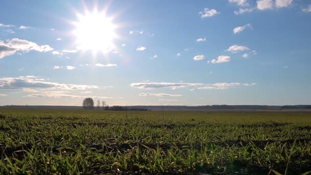 Brotos de primavera verde grama campo tempo-lapso fundo do céu com nuvens e sol . — Vídeo de Stock