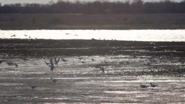 Göl ile martılar ilkbahar, çiftleşme kuşlar oyun buz Adaları, güneşli akşam, arka ışık