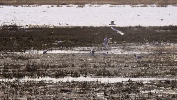 Lago con gaviotas en la primavera temprana, apareamiento de aves jugando en las islas de hielo, tarde soleada, contraluz — Vídeo de stock