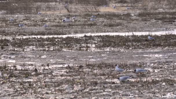 Lago con gaviotas en la primavera temprana, apareamiento de aves jugando en las islas de hielo, tarde soleada, contraluz — Vídeos de Stock