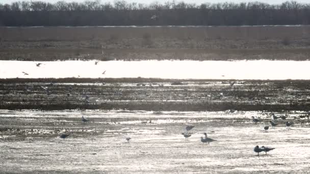 Lake With Seagulls in the Early Spring,sunny Evening, Backlight — Stock Video