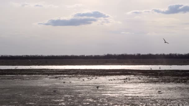 Lago con gaviotas en la primavera temprana, tarde soleada, contraluz — Vídeos de Stock