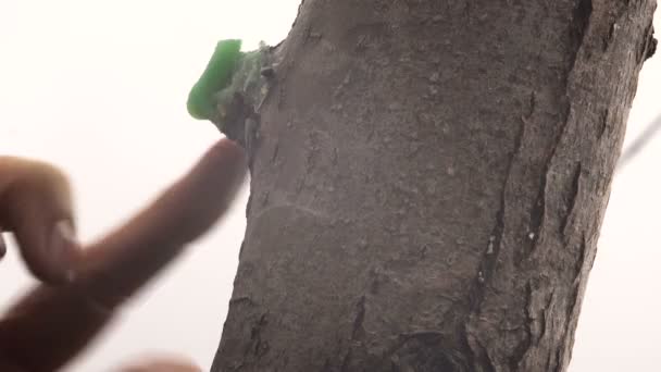 Zahradní práce na jaře rozmazání plátky Apple větvičky. Detail ženských rukou — Stock video