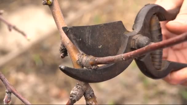 Trädgårdsarbetet i våren beskärning av växter Vintage Instrument. Närbild av kvinnliga händer — Stockvideo