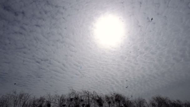 Taymlaps Silhouetten von Vögeln hoch über ihren Nestern auf dem Hintergrund der Sonne und schönen Wolken — Stockvideo