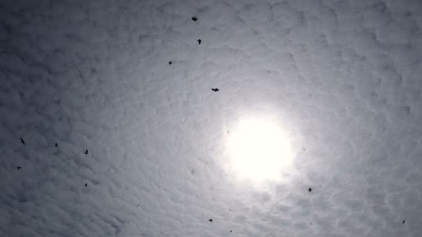 Siluetas de pájaros volando alto en el cielo en el fondo del sol y las hermosas nubes de cirros — Vídeos de Stock