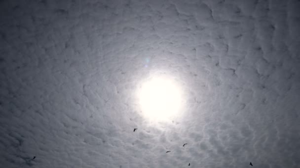 Taymlaps sziluettek felszárnyalás magas fölött a fészket a háttérben, a nap és a gyönyörű felhők madarak — Stock videók