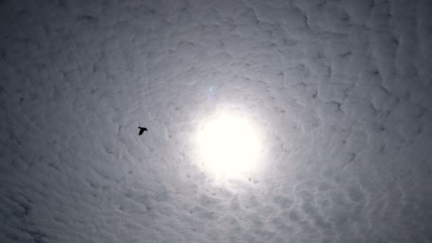 Силуэты птиц, парящих высоко в небе на фоне солнца и красивых циррусовых облаков — стоковое видео