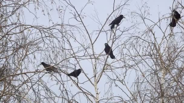 I nidi di corvi sulle betulle all'inizio della primavera, i primi germogli di erba del cielo blu — Video Stock