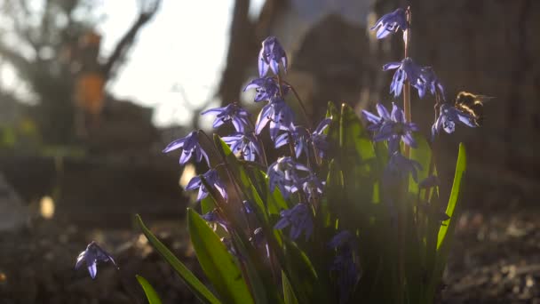 Bijen bestuiven lentetuin blauwe bloemen Macro — Stockvideo