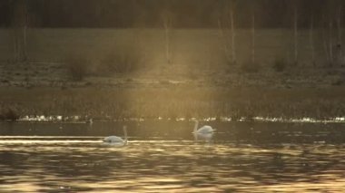 bir çift kuğu gölde gün batımında Yüzme, su güneş altın rengini yansıtır