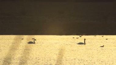 bir çift kuğu gölde gün batımında Yüzme, su güneş altın rengini yansıtır