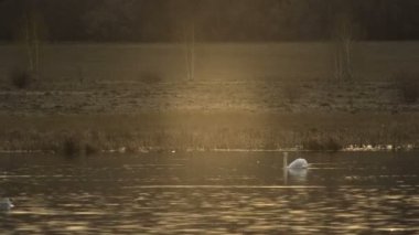 Batan güneşin çemberi bir göl üzerinde yalnız kuğu Yüzme, su güneş altın rengini yansıtır