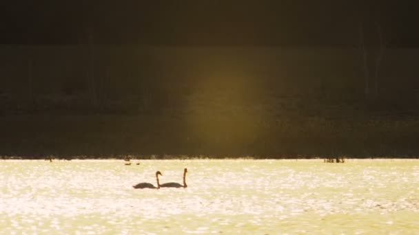 Пара лебедей, плавающих на озере на закате, вода отражает золотой цвет солнца — стоковое видео