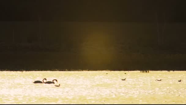 Une paire de cygnes nageant sur le lac au coucher du soleil, l'eau reflète la couleur dorée du soleil — Video