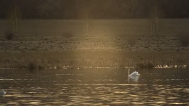A Lone Swan Swimming on a Lake in the Circle of the Setting Sun, the Water Reflects the Golden Color of the Sun — Stock Video