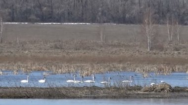 Kuğular gölde bahar sürüsü beslenir