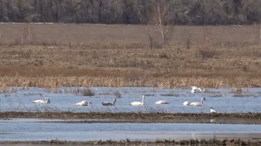 Kuğular gölde bahar sürüsü beslenir