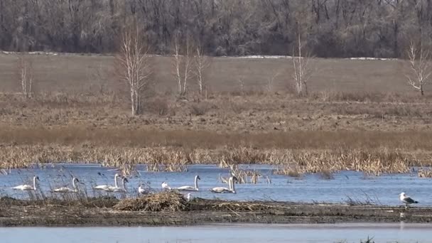 Manada de cisnes en el lago en primavera alimenta — Vídeo de stock
