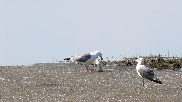 Dos gaviotas comen pescado en el hielo del lago en primavera — Vídeo de stock