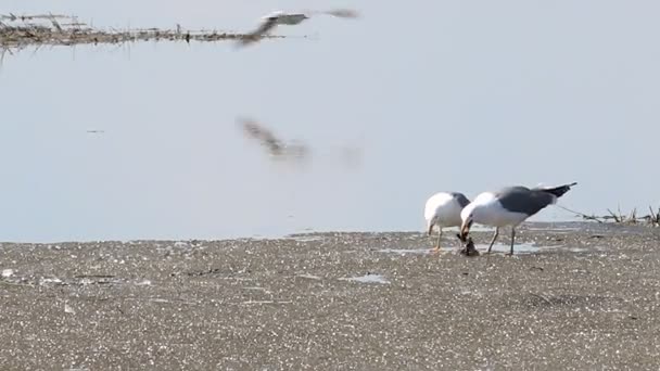 Two Seagulls Eat Fish on the Lake Ice in the Spring — Stock Video