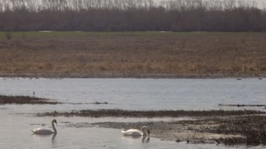 Güneşli bir günde bir göl kenarında iki vahşi Kuğu