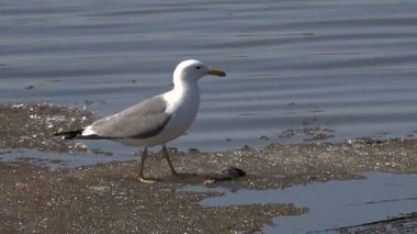Büyük ringa martı erken ilkbaharda buzda balık yiyor