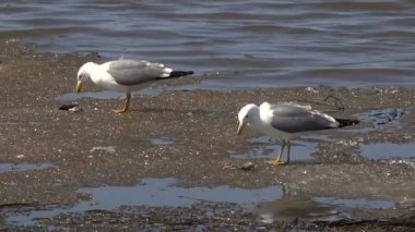 Martılar buz bahar gölde balık yiyin