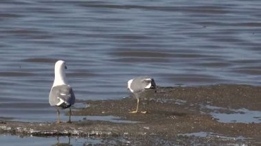 Martılar buz bahar gölde balık yiyin