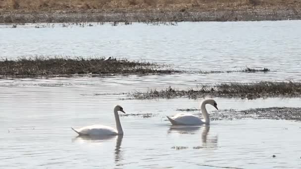 Un par de cisnes salvajes en el lago a principios de primavera — Vídeo de stock