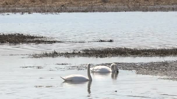 Пара диких лебедей на озере ранней весной — стоковое видео