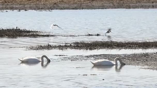 Un par de cisnes salvajes en el lago a principios de primavera — Vídeos de Stock