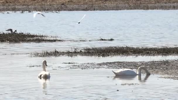 A Pair of Wild Swans on the Lake in Early Spring — Stock Video