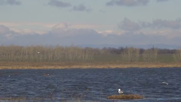 Jezioro z Seagulls wiosną wieczorem Taymlaps — Wideo stockowe