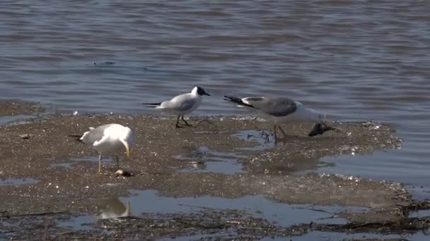 Måsarna äter fisk på isen källsjö — Stockvideo