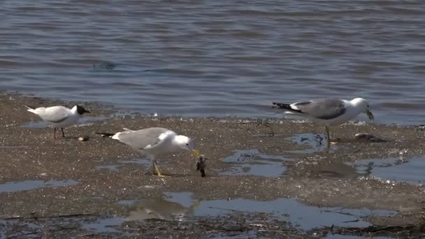 Seagulls Eat Fish on Ice Spring Lake — Stock Video