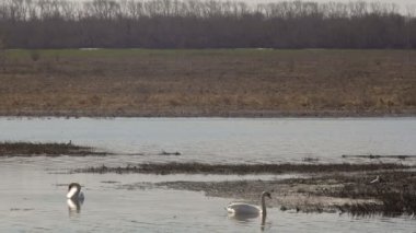 Güneşli bir günde bir göl kenarında iki vahşi Kuğu