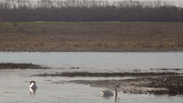 Два дикі лебеді на озері сонячний день — стокове відео