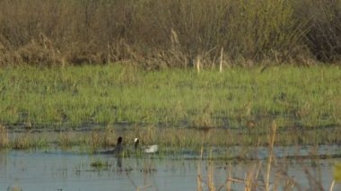 Gölde, erkek savaş Marsh tavukları yaban ördeği
