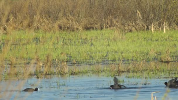 Galline di palude folaghe sul lago, Maschi battaglia — Video Stock