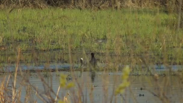 Marsh Hens Coots on the Lake, Bataille des mâles — Video