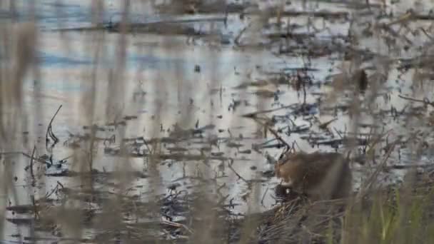 Muskusrat gras eten aan de oever van het meer in grote — Stockvideo