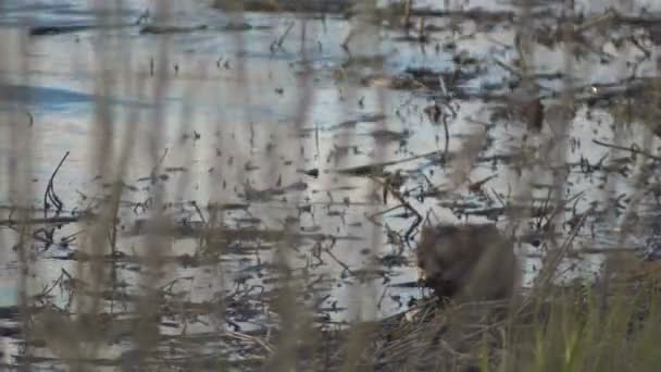 Muskusrat gras eten aan de oever van het meer in grote — Stockvideo