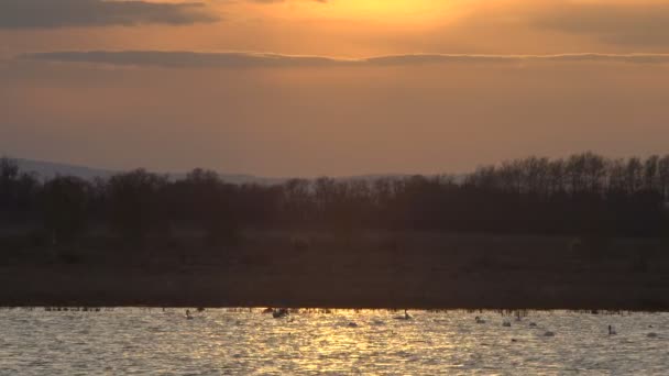 Zwanen zwemmen en diervoeders bij zonsondergang, gouden gloed meerwater, vogels silhouet — Stockvideo