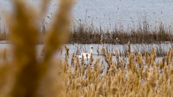 Wilde zwaan drijvend op het meer in het riet — Stockvideo