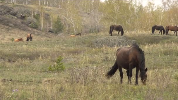 Le pâturage des chevaux dans les montagnes au début du printemps 