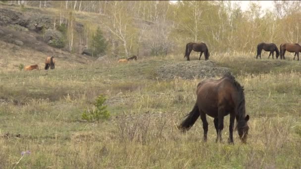 Hästar betar i bergen tidigt på våren — Stockvideo